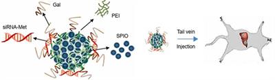 Advances in superparamagnetic iron oxide nanoparticles modified with branched polyethyleneimine for multimodal imaging